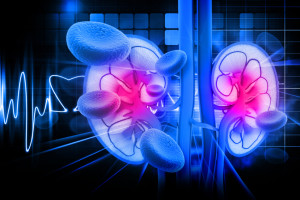 Kidney
