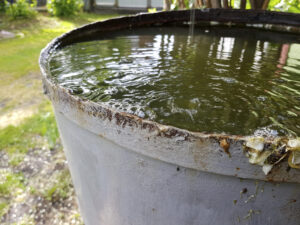 Rusty metal barrel overflowing with rainwater in b 2024 07 29 19 56 43 utc 1536x1152 1